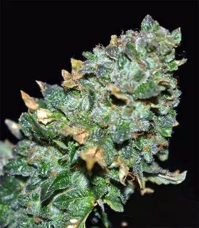 Blue Sherbet S1 strain