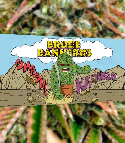 Bruce Banner #3 Feminized Seeds (Herbies Seeds)