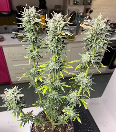 Semi femminizzati Chem OG