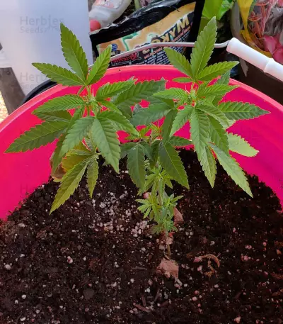 Sementes Feminizadas Auto Critical Orange Punch (Dutch Passion)