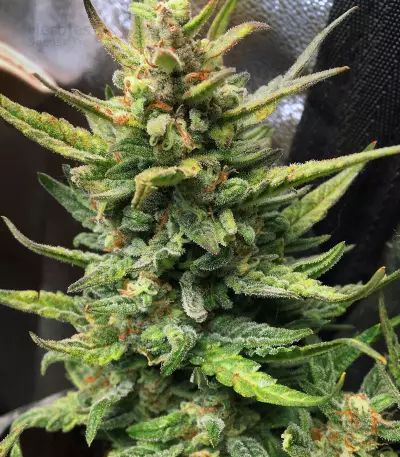 DO-SI-DOS Seeds