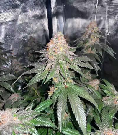 Semillas Feminizadas Gelato 41 x Gelato 41 Auto (Green House Seeds)