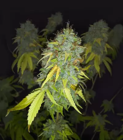 Sementes Feminizadas de Ghost Train Haze (Seedkeepers)