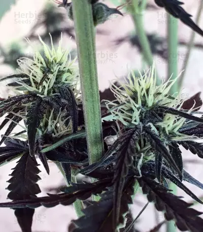 Semi femminizzati Girl Scout Cookies Auto (Auto Seeds)