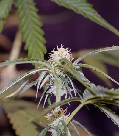Glue Gelato Auto Seeds