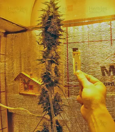 Himalaya Gold Seeds