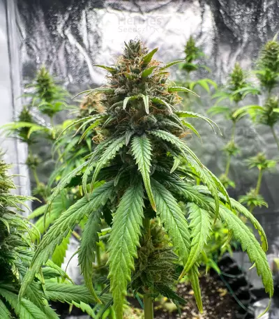 Semillas Feminizadas Jack Herer (Seedkeepers)
