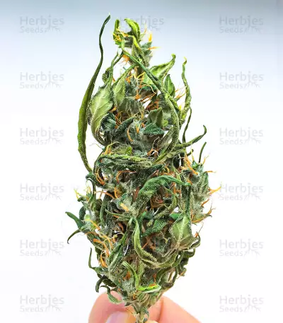 Semi femminizzati Kali Banner (AlphaFem Seeds)