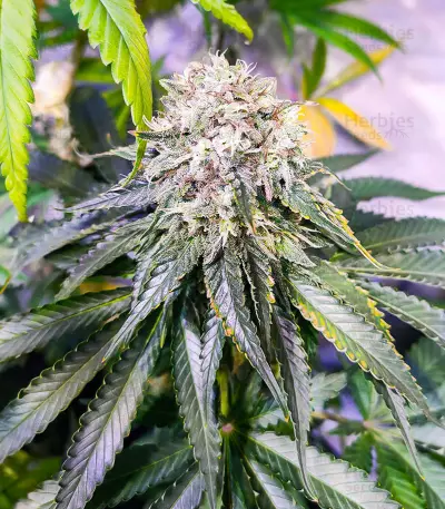 Lemon OG Feminized Seeds (AlphaFem Seeds)