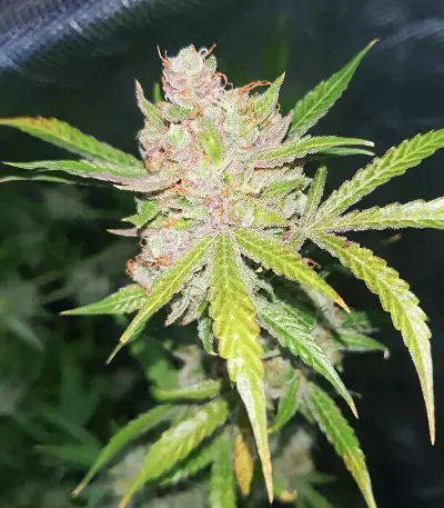 Nicole Cream (Seedstockers)