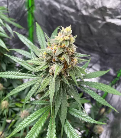 Purple Haze (Herbies Seeds)