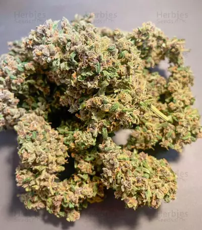 Semi Femminizzati Red Strawberry Banana Auto (Sweet Seeds)