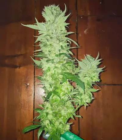 Graines de cannabis Royal Moby (RQS)