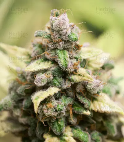 RudeBoi OG F1 Seeds (Seedkeepers)
