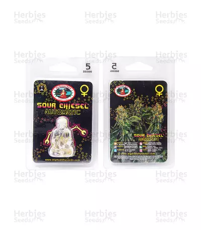 Sour Chiesel Automatic (Big Buddha Seeds)