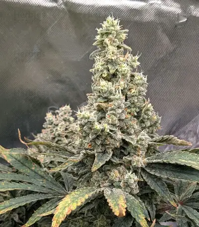 Apple & Bananask Seeds