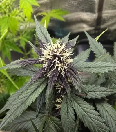 Auto Strawberry Soda Seeds (Dutch Passion)