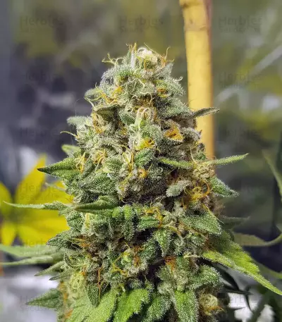 Sementes Feminizadas Blue Gelato 41 (Barney's Farm)