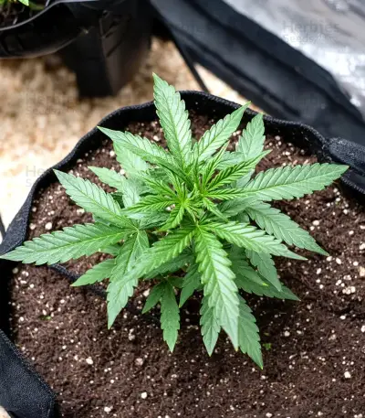 Durban Poison Seeds