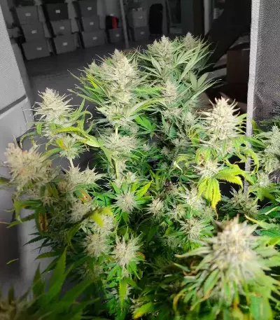 Durban Thai x C99 Feminized Seeds (Brothers Grimm Seeds)