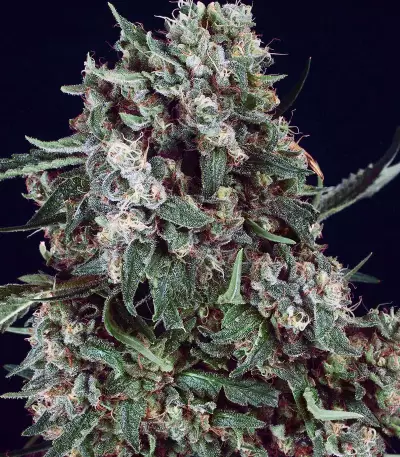 Fire OG Kush (Big Head Seeds)