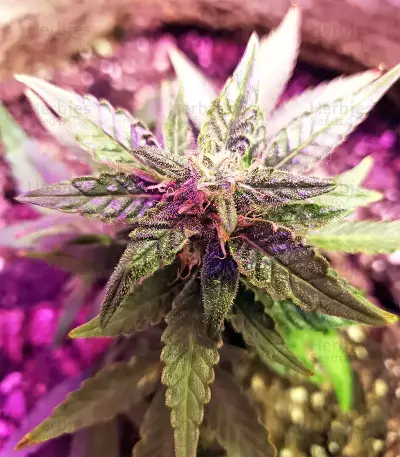 Gorilla Auto (GG#4 Original Glue Auto) (Expert Seeds)