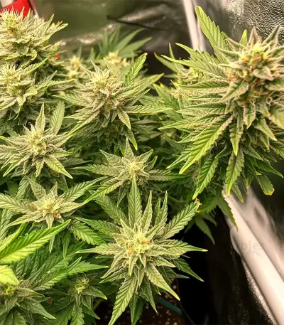Ice Cream Cake Auto Seeds