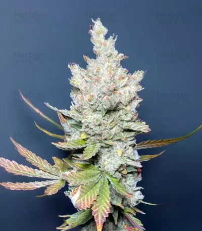 Mango Sherbert Autoflower feminisierte Samen (Humboldt Seed Company)