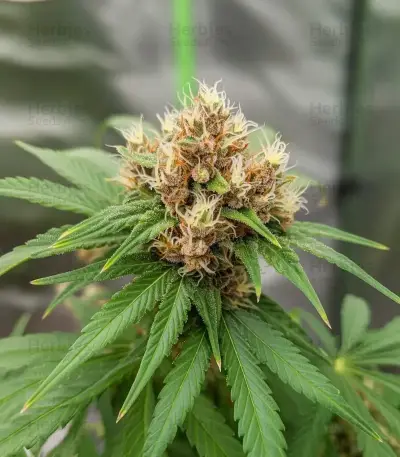 Mind Bender feminized seeds