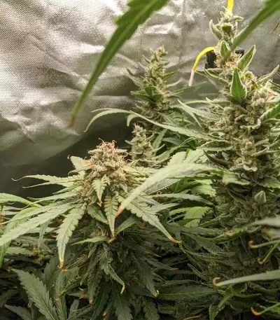 Sementes Feminizadas Monster Bruce Banner Auto (Monster Genetics)