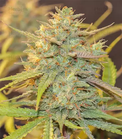 Original Auto Cheese Seeds