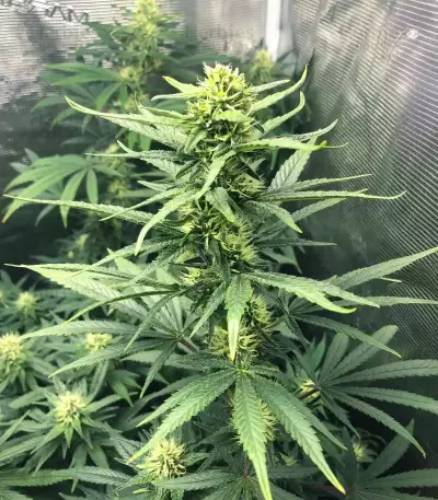 Pineapple Muffin Autoflower (Humboldt Seeds Company)