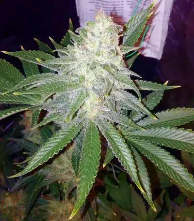 Semi femminizzati Pink Kush
