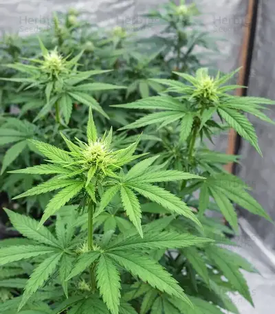 Semi Femminizzati Purple Mango Kush (Delicious Seeds)