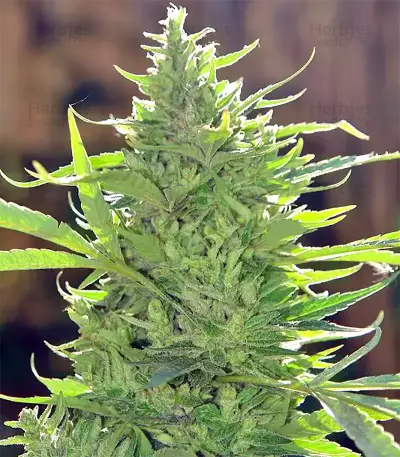 Purple Mexican Seeds