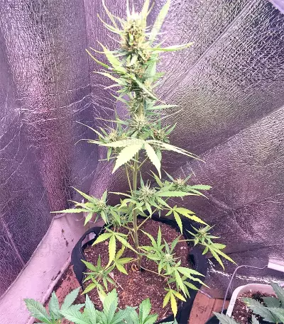 Ruderalis Indica Regular seeds