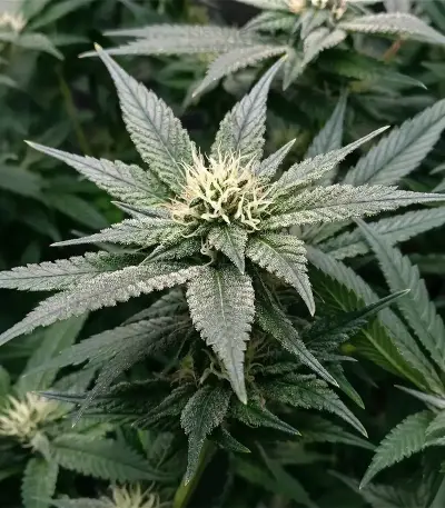 Super OG Kush Seeds