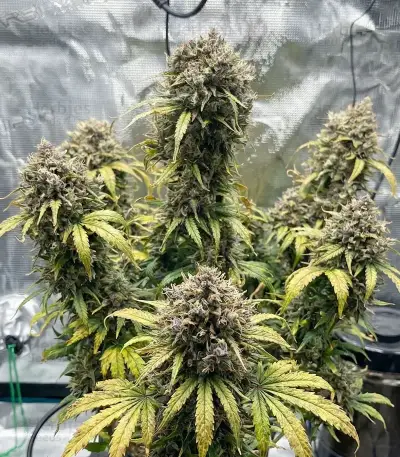 Trichome & Cream Auto Seeds