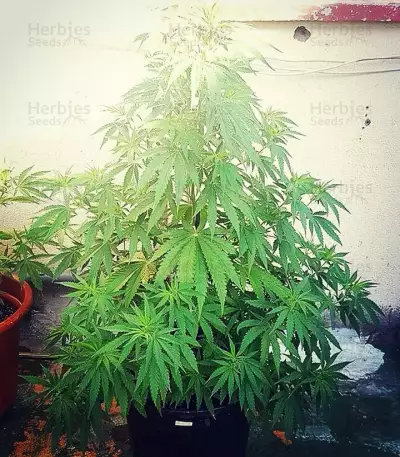 White Widow Original feminized seeds