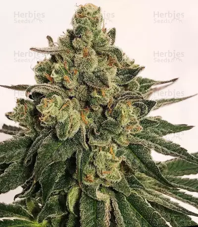 Semi femminizzati Z (Blackskull Seeds)