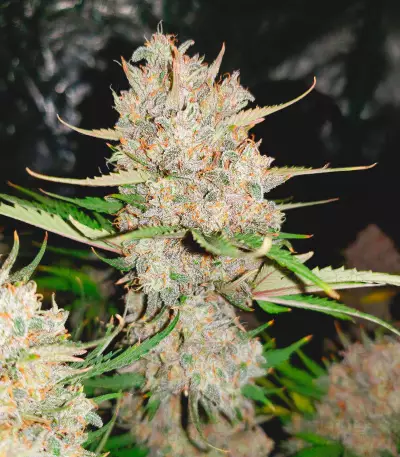 West Coast O.G. Auto Seeds