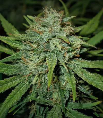 4 Assed Monkey Seeds