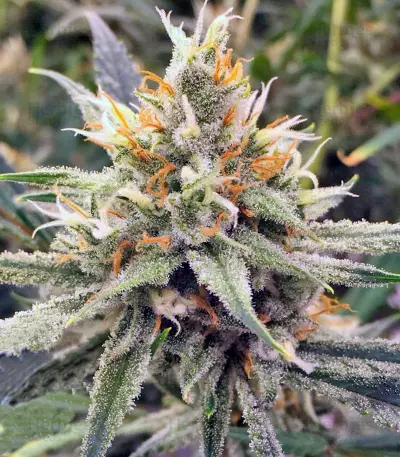 Vanilla Kush (Barney's Farm)