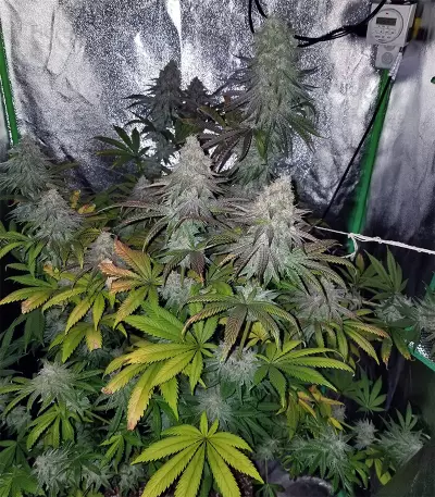 Acid Dough (Ripper Seeds)