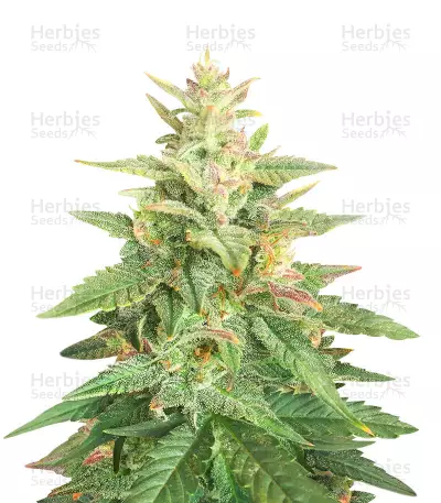 Classic Auto Mix Seeds (Herbies Seeds)
