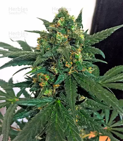 Semi femminizzati Blue Kush 99 Auto