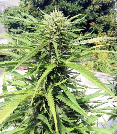 Graines de cannabis Brooklyn Mango (Dr. Underground)