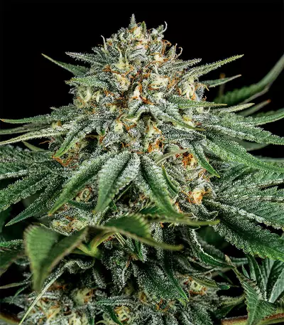 Bubba Kush CBD feminized seeds