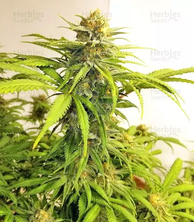 Critical 47 Seeds