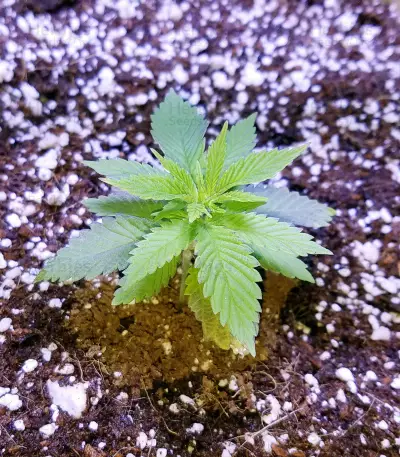 Dogstar Dawg (Big Head Seeds)
